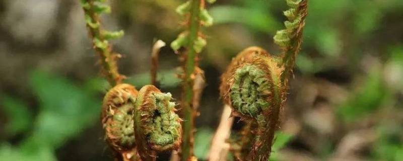猴腿菜怎么吃(猴腿菜怎么处理)