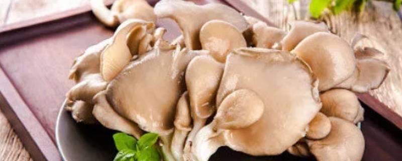 平菇怎么炒(平菇怎么炒)