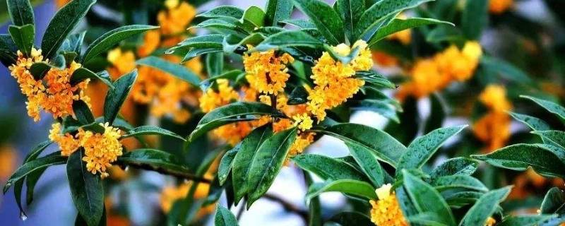 桂花的别称(古人称桂花为什么)