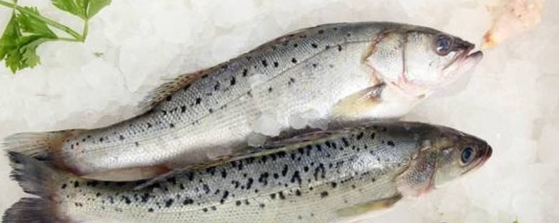 冻鲈鱼怎么吃(冰冻鲈鱼怎么快速解冻)