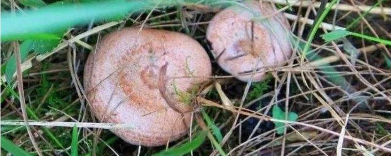 这是什么菌菇(毛草菇生长在什么地方)
