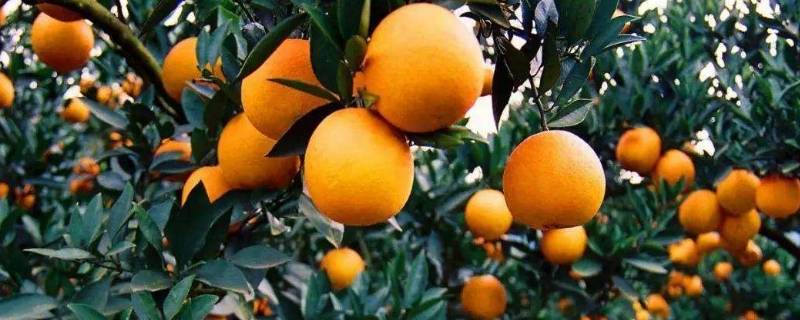 石门柑橘的特点(石门柑橘为什么是柑橘之乡)