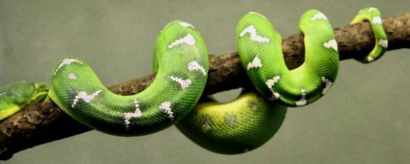 绿瘦蛇有毒吗(绿色的蛇有毒吗)
