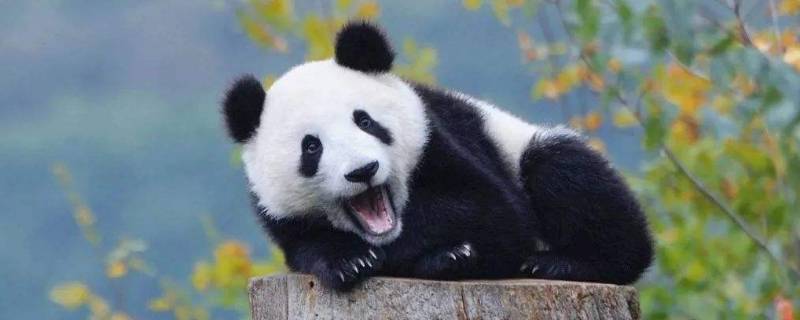 大熊猫寿命(熊猫的寿命最长多少年)