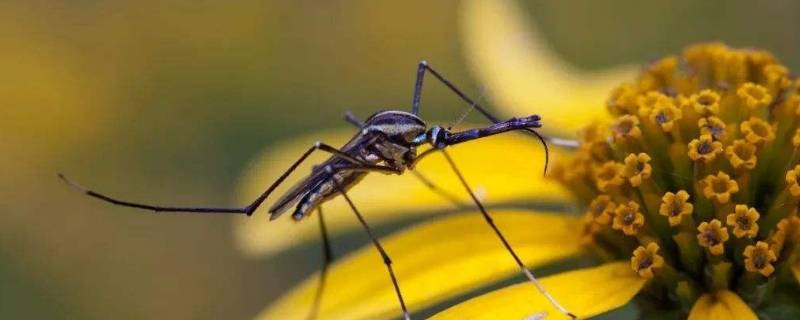 蚊子的寿命(蚊子寿命最长是多长)