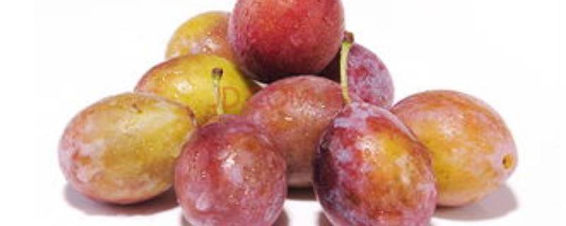 西梅可以吃吗(青色的西梅可不可以吃)