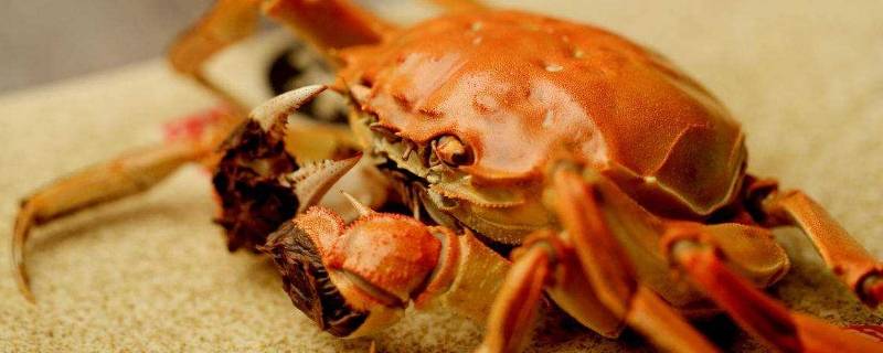 螃蟹怎么养几天不死(怎么养螃蟹活的时间长)