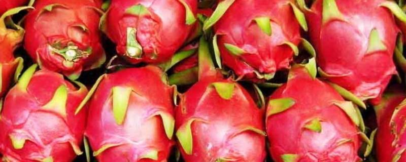 火龙果隔夜还可以吃吗(切开的火龙果能不能过夜)