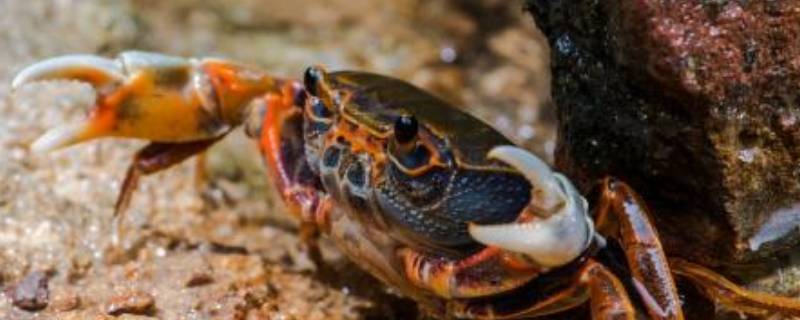 蟹膏是什么样(蟹膏是螃蟹的什么部位)