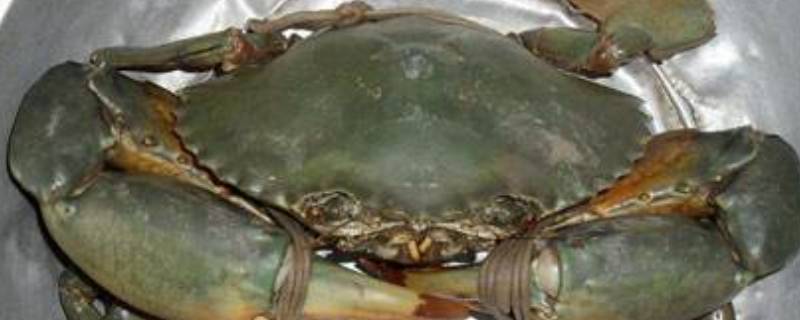 青蟹可以直接清蒸吗(青蟹不杀直接清蒸可以吗)