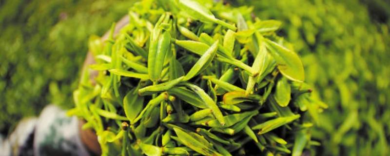 毛尖采摘时间(清明茶一般什么时候出来)