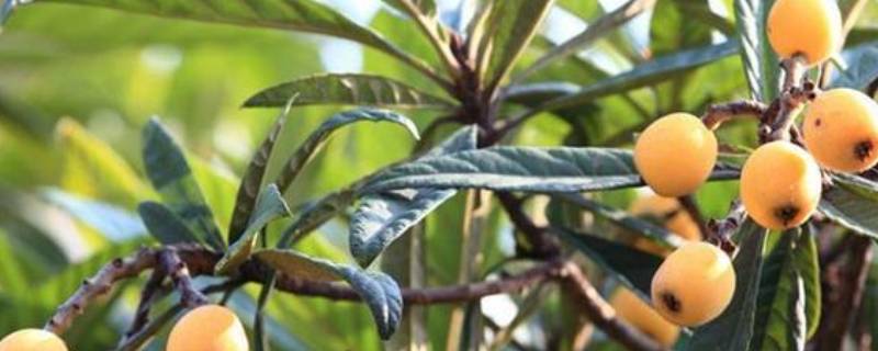 枇杷可以放冰箱吗(枇杷可以放冰箱冷藏吗)