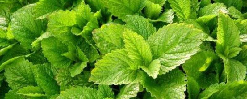 新鲜薄荷叶能泡水喝吗(新鲜薄荷叶能泡水喝吗)