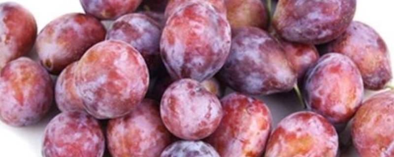 西梅可以放多久(青色的西梅几天会变熟)