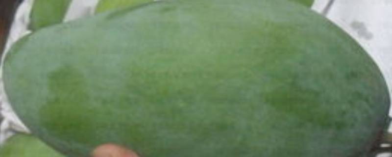 如何判断青芒可以吃了(青芒放到什么程度能吃)