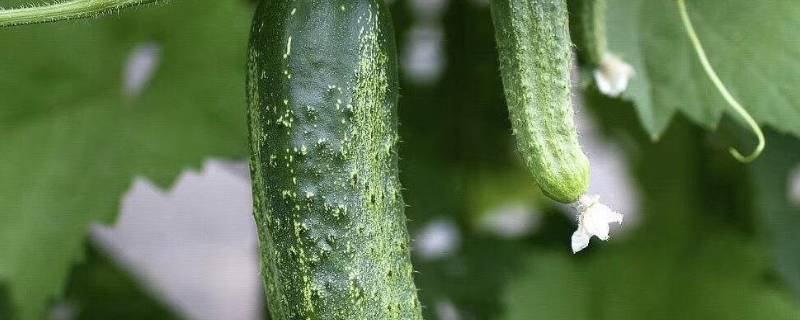 芋头解决方案(夏天吃黄瓜有什么好处)