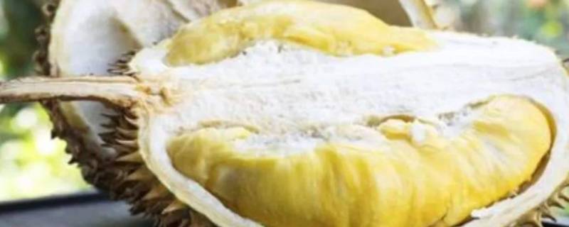 榴莲可以隔夜吃吗(切开的榴莲可以过夜吗)