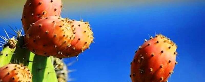 仙人掌果能吃吗(青色的仙人掌果可以吃吗)