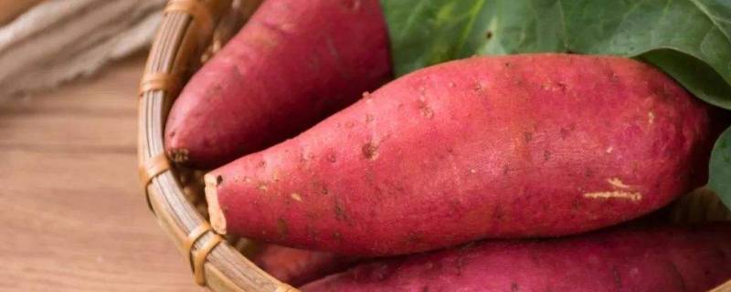 大芋头去皮机(芋头和红薯哪个热量高)