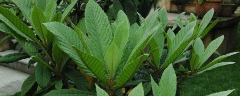 蜂蜜枇杷水怎么做(枇杷叶煮水能加蜂蜜吗)