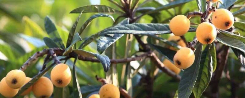 枇杷皮的功效与作用(枇杷的皮吃了有什么好处)