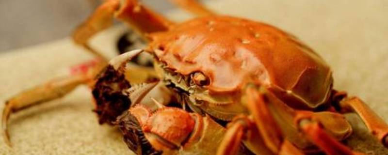 螃蟹是生冻还是熟冻(螃蟹煮熟冷冻还是直接冷冻)