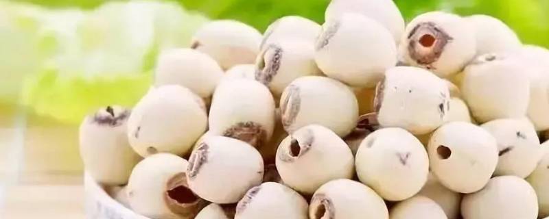 新鲜莲子心能吃吗(新鲜莲子心可以泡水喝吗)