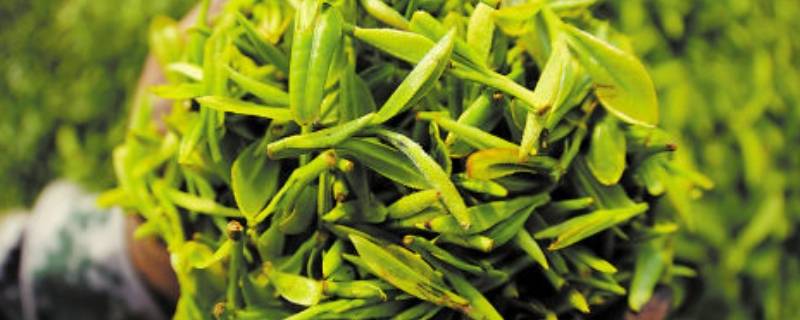 茶第一泡要倒掉吗(清明茶泡第一遍要倒掉吗)