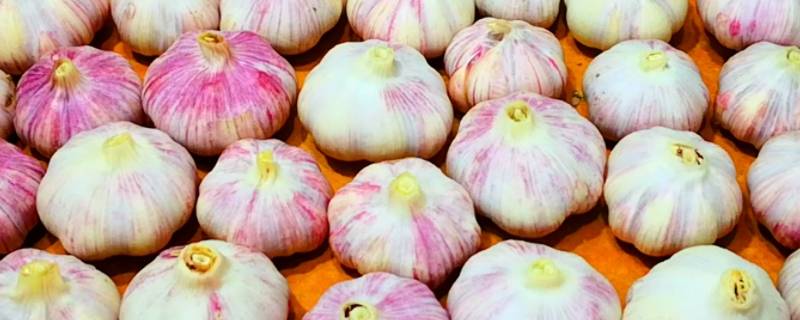 醋泡大蒜三年还能吃吗(大蒜放醋里可以放多久)
